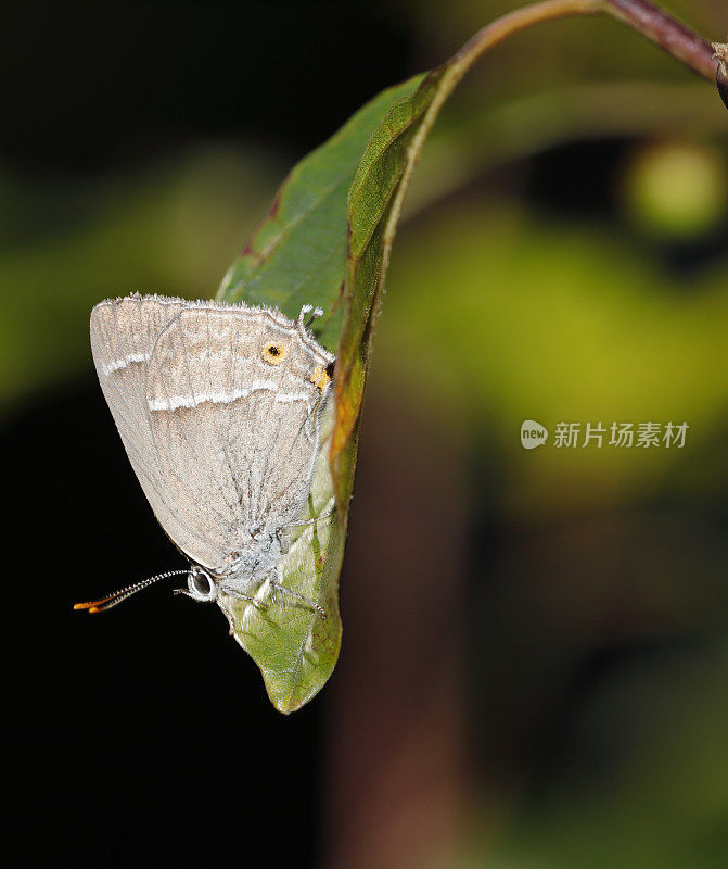 紫斑蝶(Neozephyrus quercus)